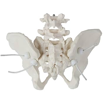 Amazon.com: Axis Scientific 4 Part Disassemblable Flexible